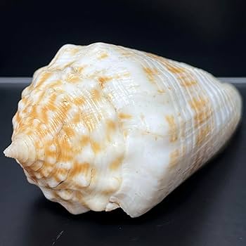 その他3点セット　激レア　美品　長崎県産　ブットウイモ　仏頭芋貝 その他3点セット 激レア 美品 長崎県産 ブットウイモ 仏頭芋貝